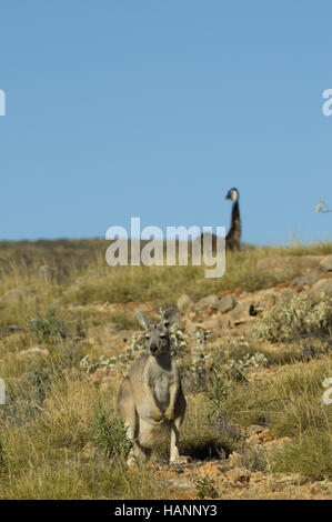 Riesen-Känguru Stockfoto