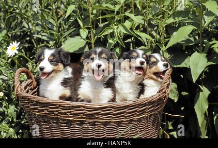 Border Collie Stockfoto