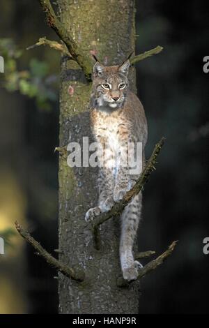Europaeischer Luchs / Lynx / Lynx Lynx Stockfoto