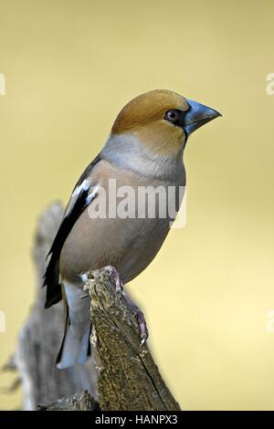Kernbeißer Stockfoto