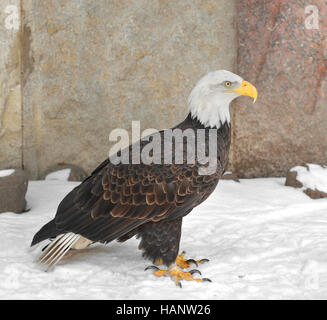 Weißkopf-Seeadler (Haliaeetus Leucocephalus) Stockfoto