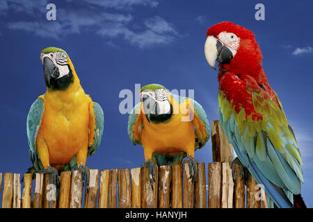 Ara, echte Papageien, psittacidae Stockfoto