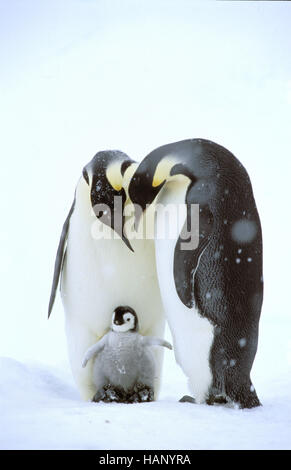 Kaiser-Pinguin Stockfoto