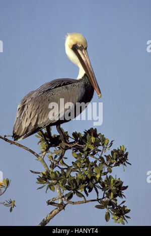 braune Pelikan Stockfoto