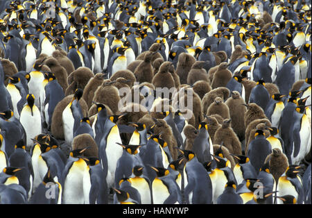 König Pinguin Stockfoto