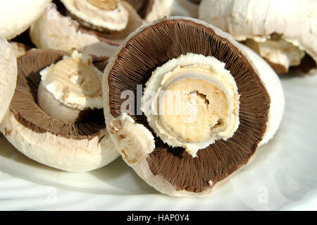 Agaricus Stockfoto