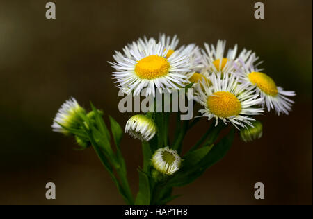 Anthemis arvensis Stockfoto