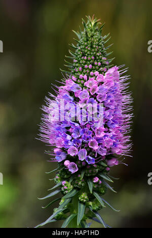 Echium candicans Stockfoto