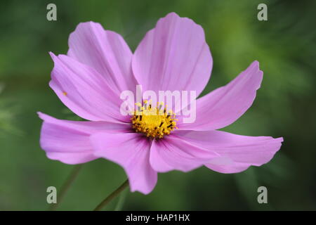 Kosmee (Cosmos Bipinnatus) Stockfoto