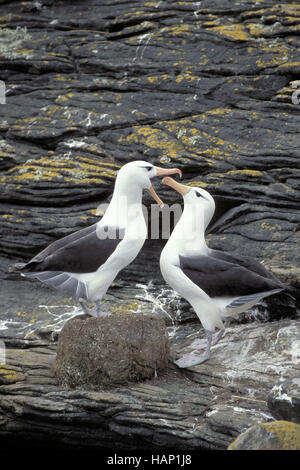 Black-browed Albatross, Mollymauk, Stockfoto