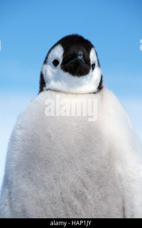 Kaiser-Pinguin Stockfoto