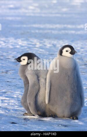 Kaiserpinguinkueken Stockfoto