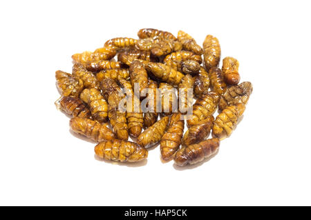 Frittierte Seidenraupen Puppen auf weißem Hintergrund Stockfoto