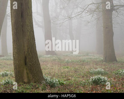 Schnee fällt Blumen in einem winterlichen Wald nebligen Morgen, Warwickshire, UK Stockfoto