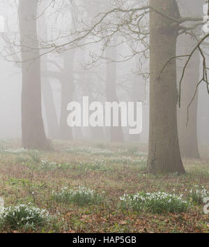 Schnee fällt Blumen in einem winterlichen Wald nebligen Morgen, Warwickshire, UK Stockfoto