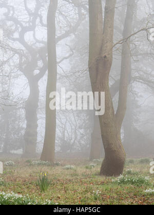 Schnee fällt Blumen in einem winterlichen Wald nebligen Morgen, Warwickshire, UK Stockfoto