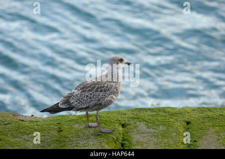 Möwe in der Nähe von Saint-Malo, eine Hafenstadt im Nordwesten Frankreichs Stockfoto