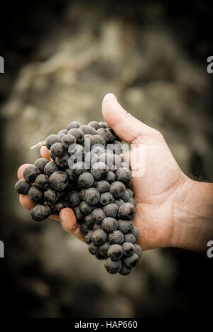 Trauben ernten. Bauern Hände mit frisch geernteten schwarze Trauben, Frankreich Stockfoto