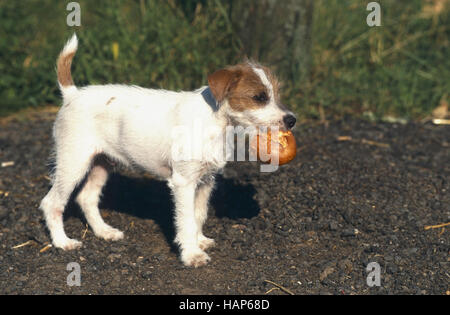 Jack Russell Terrier Stockfoto