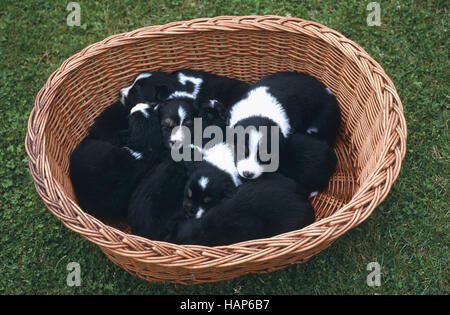 Australien Shepard x Border Collie Stockfoto