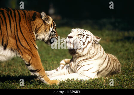 Bengal Tiger, Panthera Tigris, Zoo Stockfoto