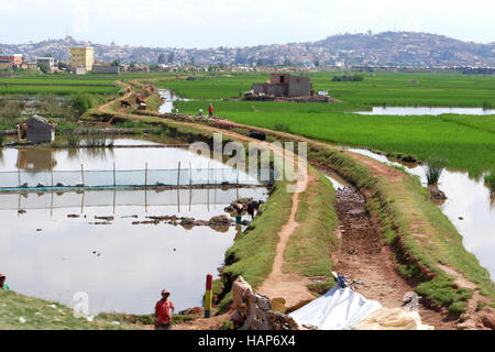 ANTANANARIVO, MADAGASKAR. 24. November 2016: Menschen arbeiten auf den Reisfeldern in Madagaskar Stockfoto