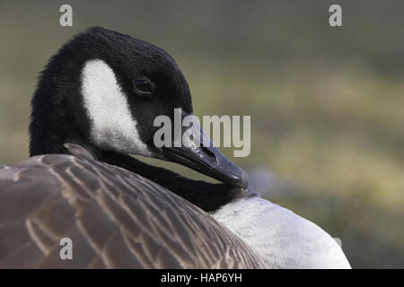 Kanadagans, Kanadagans, Branta canadensis Stockfoto