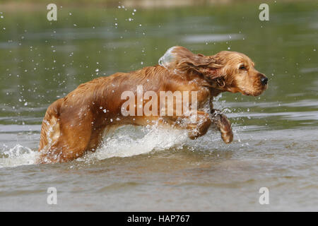 English Cocker Spaniel Stockfoto