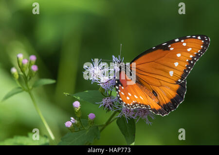 Königin, Danaus gilippus Stockfoto