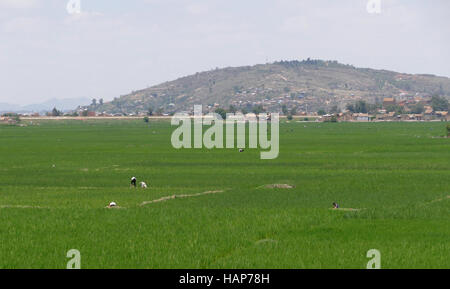 ANTANANARIVO, MADAGASKAR. 24. November 2016: Menschen arbeiten auf den Reisfeldern in Madagaskar Stockfoto