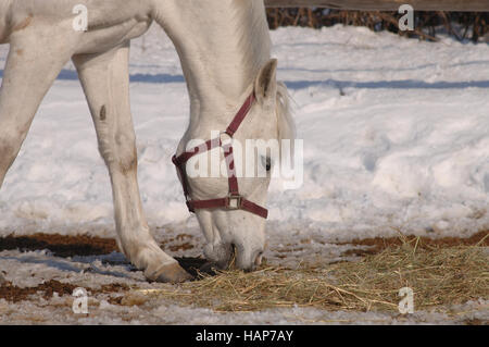 Grauschimmel Stockfoto