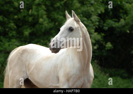 Grauschimmel Stockfoto