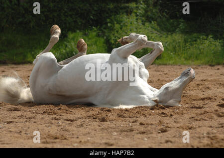 Grauschimmel Stockfoto