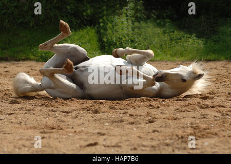 Grauschimmel Stockfoto