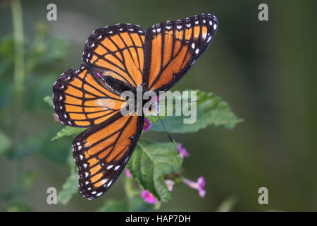 Ein helles orange Vizekönig Schmetterling, Limenitis Archippus, hocken auf einer Blume. Stockfoto