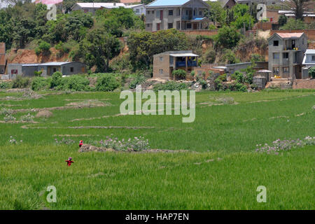 ANTANANARIVO, MADAGASKAR. 24. November 2016: Menschen arbeiten auf den Reisfeldern in Madagaskar Stockfoto