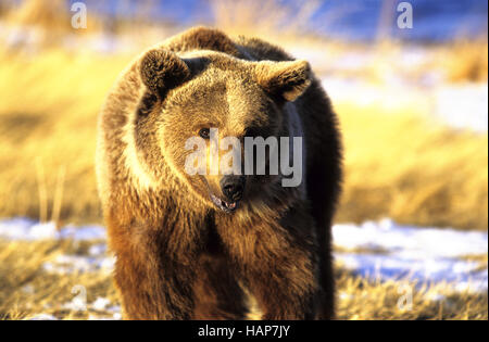 BRAUNBAER, Brauner Bär, Ursus arctos Stockfoto