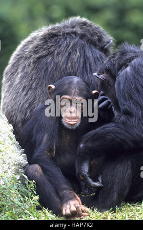 Schimpanse, Schimpanse, Pan Troglodytes, Stockfoto