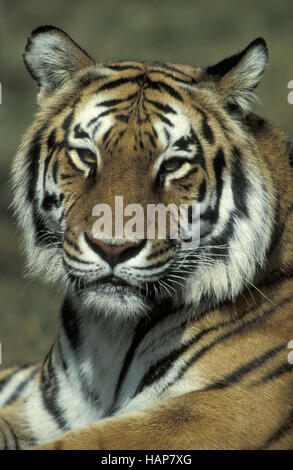 Royal Tiger Stockfoto