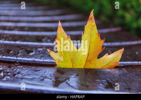 Ahornblatt Herbst auf einer nassen Bank gefallen. Stockfoto