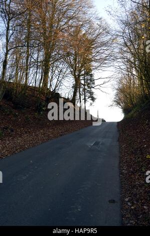 Asphaltierte Küstenstraße zwischen zwei Baumreihen Stockfoto