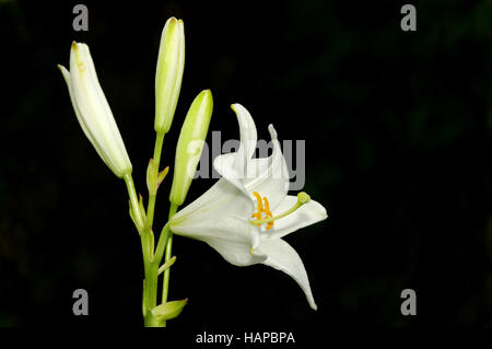 Lilium Candidum - Madonna Lilie Stockfoto