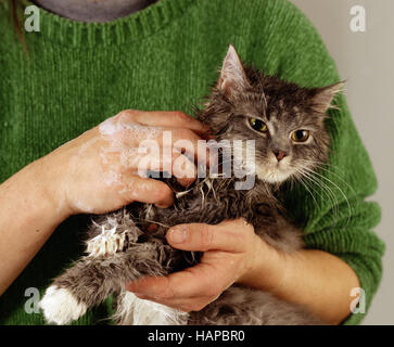 Hauskatze, Petcat Stockfoto