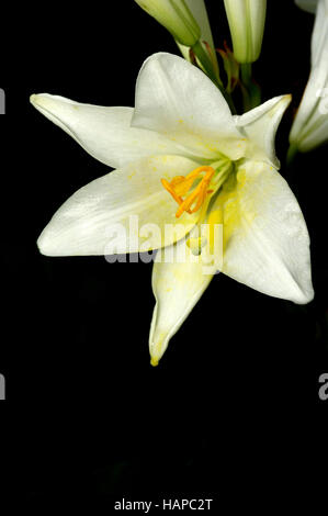 Lilium Candidum - Madonna Lilie Stockfoto