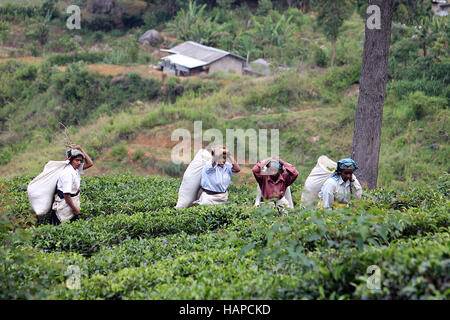 Frauen, die Ernte Teeblätter auf Sri Lanka. Stockfoto