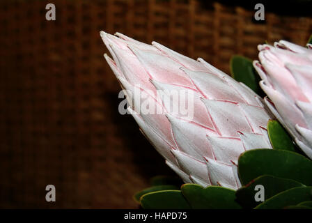 Das Protea Stockfoto