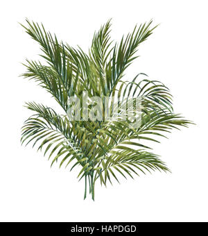 Aquarell von Coconut Palm verlässt isolierten auf weißen Hintergrund Stockfoto