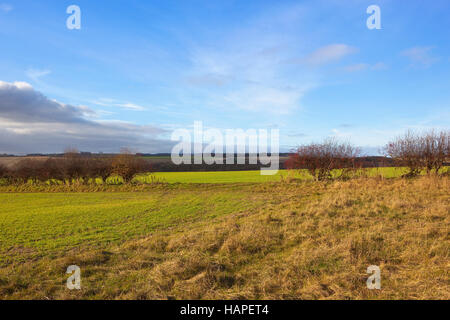 Eine grasbewachsene Ecke eine Ackerfläche hinterlassen für Erhaltung hohe Wildpflanze die Yorkshire Wolds im Herbst. Stockfoto