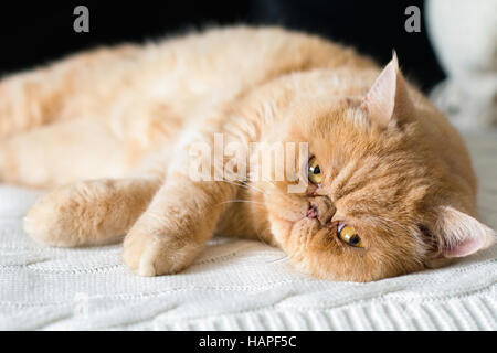 Süße flauschige Perserkatze auf Bett in Kamera Stockfoto