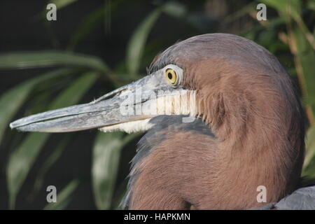 Goliath Heron Stockfoto